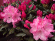 Rododendrony_podpora kvetení a kondice