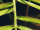 Okrasné rostliny_Svilušky (1)