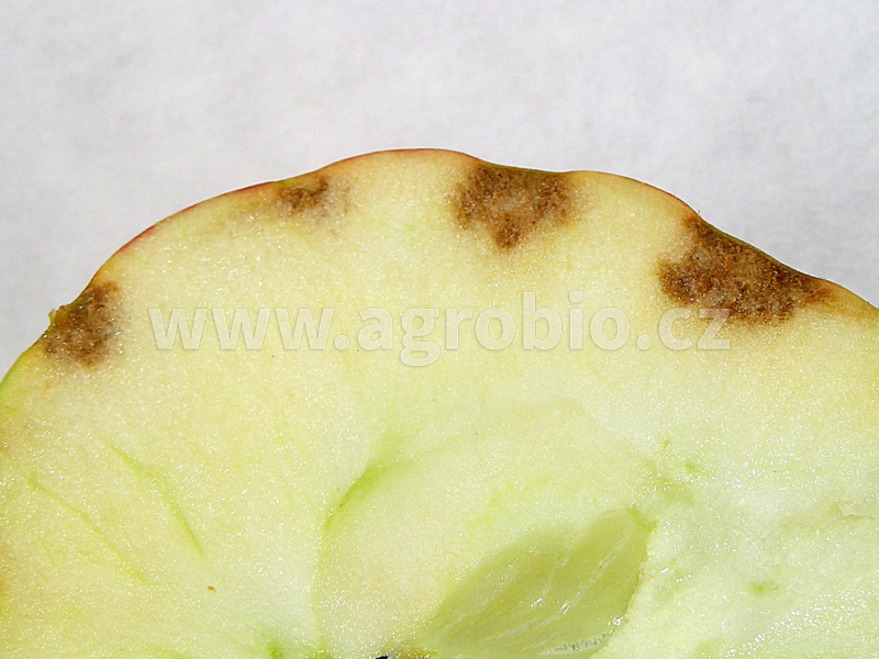 nedostatek vápníku - hořká skvrnitost jablek