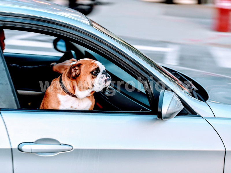nevolnost psa v autě_dezinfekce