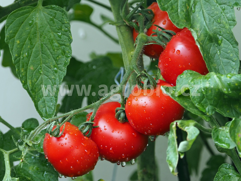 rajčata_úroda