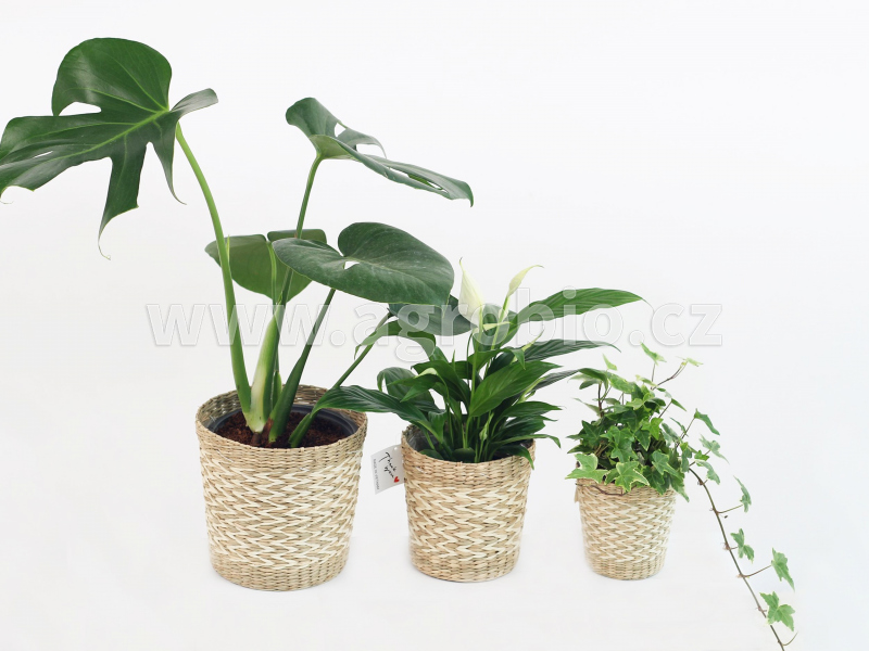 Zelené pokojové rostliny