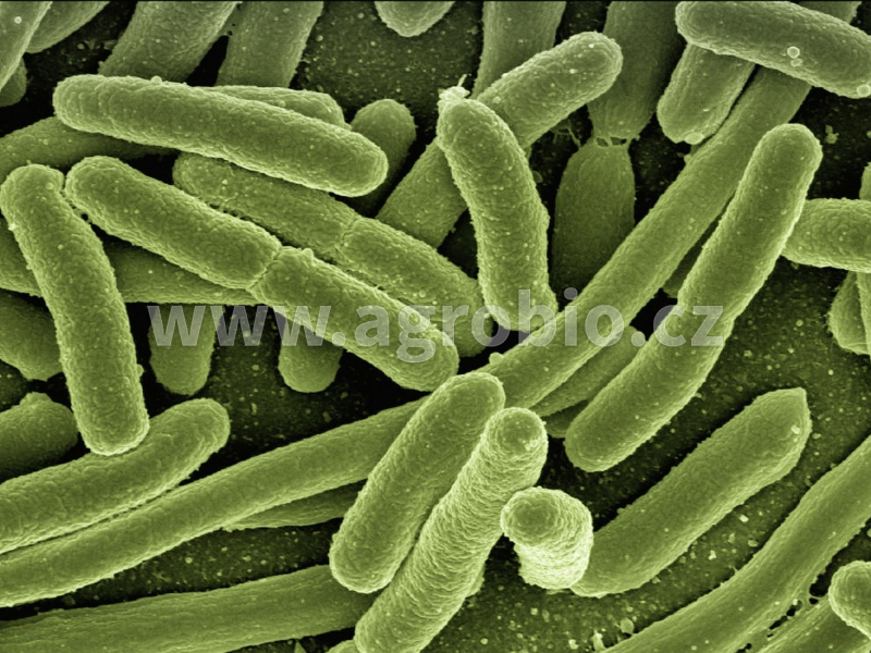 Bakterie a kvasinky